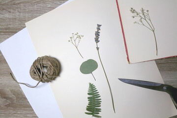 Pressed flowers on the paper. Making herbarium at home. Top view.