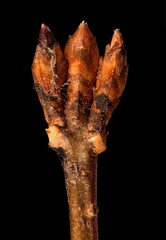 Garden Forsythia (Forsythia x intermedia). Terminal Flower Buds Closeup