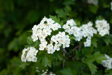 small white flowers on a background of blurred green foliage. spring time. Outdoors close-up colored horizontal image