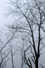 Tree in a winter day