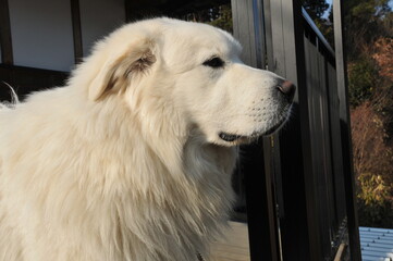 白い大きな犬