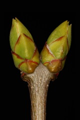 Lilac (Syringa vulgaris). Pseudoterminal Buds Closeup