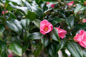 満開のサザンカ