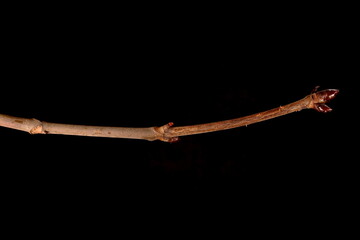 Horse-Chestnut (Aesculus hippocastanum). Wintering Twig Closeup