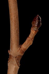 Horse-Chestnut (Aesculus hippocastanum). Short Shoot Closeup