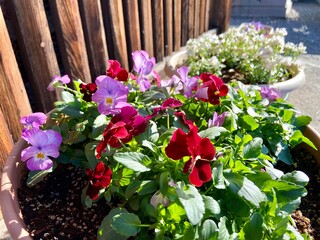 flowers in a garden