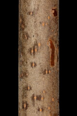 Horse-Chestnut (Aesculus hippocastanum). Wintering Twig Detail Closeup