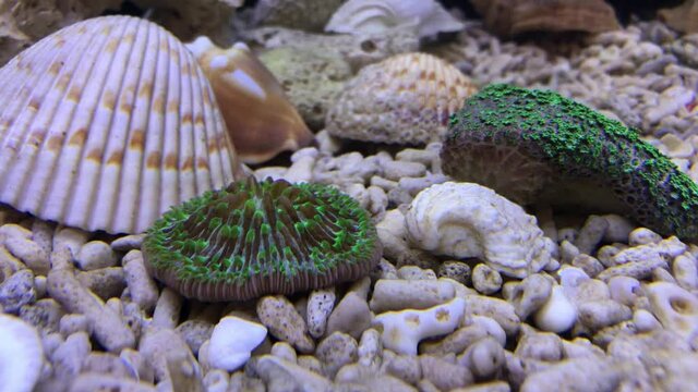 Eine Koralle in einem Aquarium.