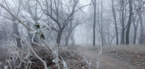 foggy frozen winter forest landscape