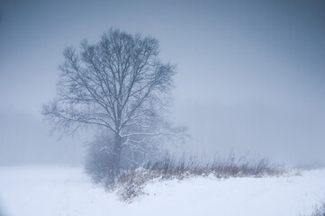 Fototapeta na wymiar Fog over winter outdoor scene at Lower Silesia, Poland