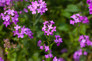 Fototapeta premium horizontal photo. beautiful purple garden flowers standing at a distance from each other on the background of blurry foliage. Fresh flowers after the rain. summer time