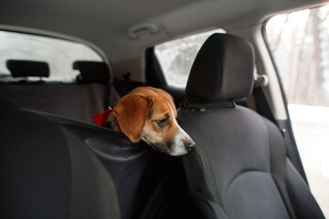 the dog sits in the car on a protective cover