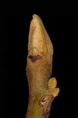 Manchurian Walnut (Juglans mandshurica). Terminal Bud Closeup