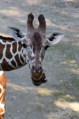 Obraz premium Rothschildgiraffe