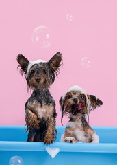Two funny Yorkshire Terriers having bath with foam on head among pink background. Pet Grooming concept. Copy space - 408539386