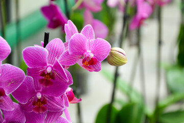 Orchid flowers. Phalaenopsis orchid blossom. Beautiful fresh flowers. Tropical nature. House plant. Nature wallpaper.