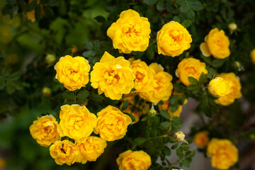 Beautiful bush of bright yellow roses on a background of blurry green foliage in a spring garden. The rose garden. large horizontal photo. Russia.