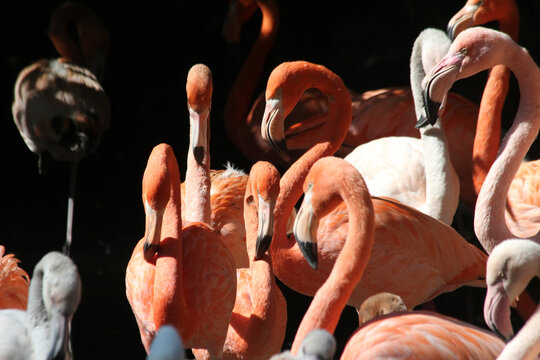 roter_Flamingo