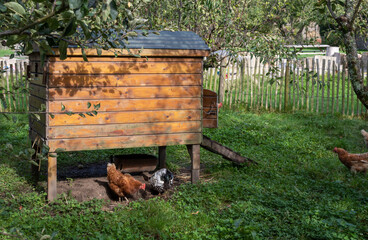 Small chicken coop with chickens in the a farm. © Irina