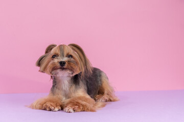 Cute Playful Yorkshire Terrier among pink background. Pet Grooming Hair style. Copy Space