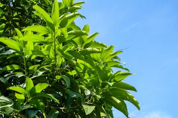 Obraz premium green mango leaf on blue sky