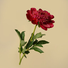 Dark red peony flower isolated on beige background.