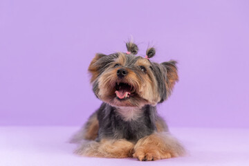 Cute Playful Yorkshire Terrier among purple background. Dog after pet grooming. Copy space