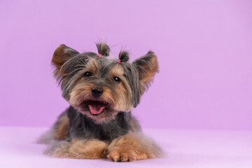 Cute Playful Yorkshire Terrier among purple background. Dog after pet grooming. Copy space