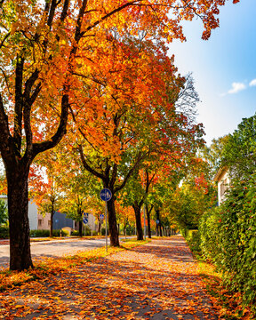 Empty walking and bicycle path covered with fallen leaves and lined up with colorful trees and bushes in a small town. Autumn residential street. Traffic signs. Safe city concept. Fall colors. Finland