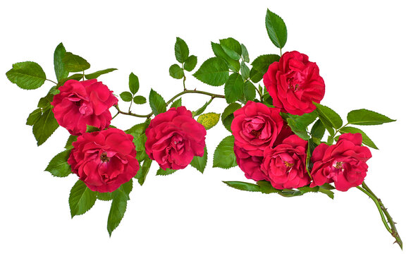 wild rose close-up isolated branch