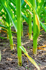 garlic bed a number of major plan