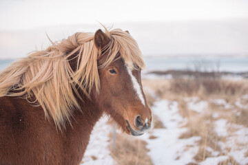 Portrait of Icelandic Wild Horse