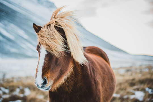 Portrait of Icelandic Wild Horse