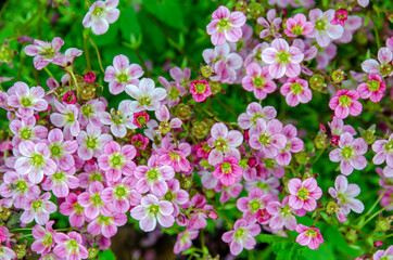 saxifrage petals purple carpet