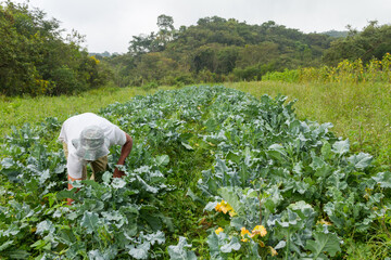 Pequeno agricultor brasileiro em colheita de repolho 