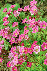 saxifrage purple petals light