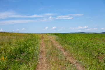 Fototapeta na wymiar great horizontal photo. forest road in the field, stretching to the horizon. horizon with a blue nebolm and large cumulus clouds. summer time. sunny day