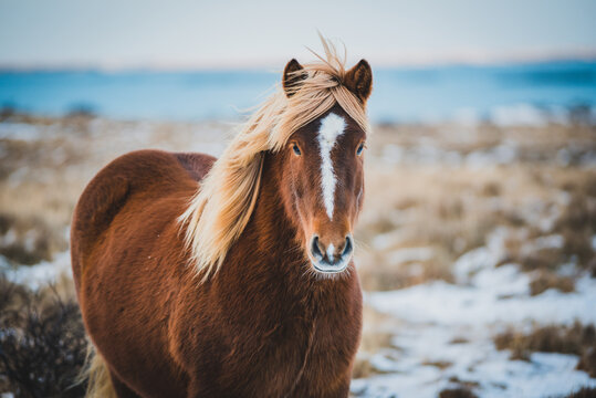 Portrait of Icelandic Wild Horse