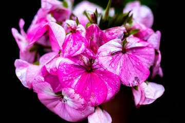 pink and purple Geranium flower