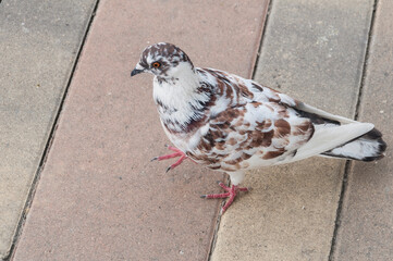 Variety of pigeons gathered in a village park.