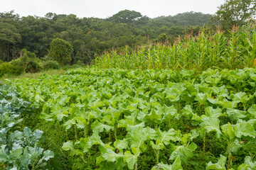 Lavoura de hortaliças em área rural brasileira