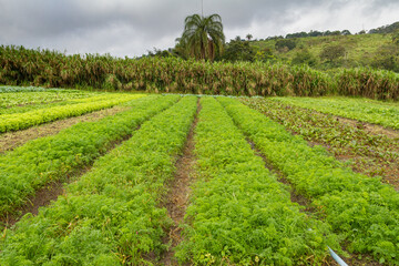 Lavoura de hortaliças em área rural brasileira