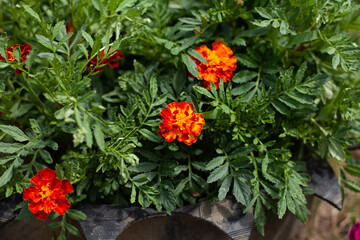 large horizontal photo. Nature. Ecology. Spring time. Background. Environment. First spring flowers. Bright red velvet flowers in the flowerbed.