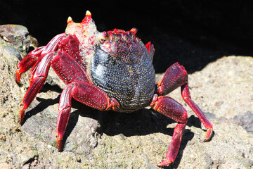 rote_Klippenkrabbe