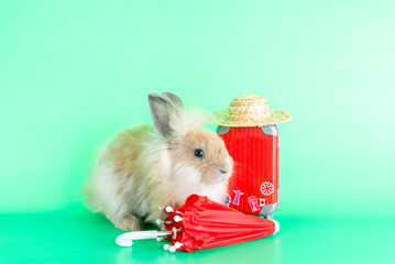Cute rabbit wearing a hat, standing beside a suitcase, umbrella To travel on holiday. Cute Red bunny isolated for easter concept.