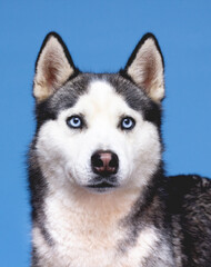 The husky dog portrait on a blue background