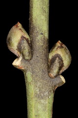 Spindle (Euonymus europaeus). Lateral Buds Closeup