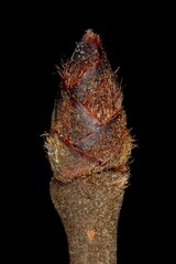 Wych Elm (Ulmus glabra). Terminal Bud Closeup
