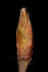 Hornbeam (Carpinus betulus). Terminal Bud Closeup