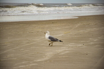 seagull on the beach